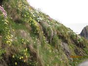Cliff_vegetation, _Hartland_Quay